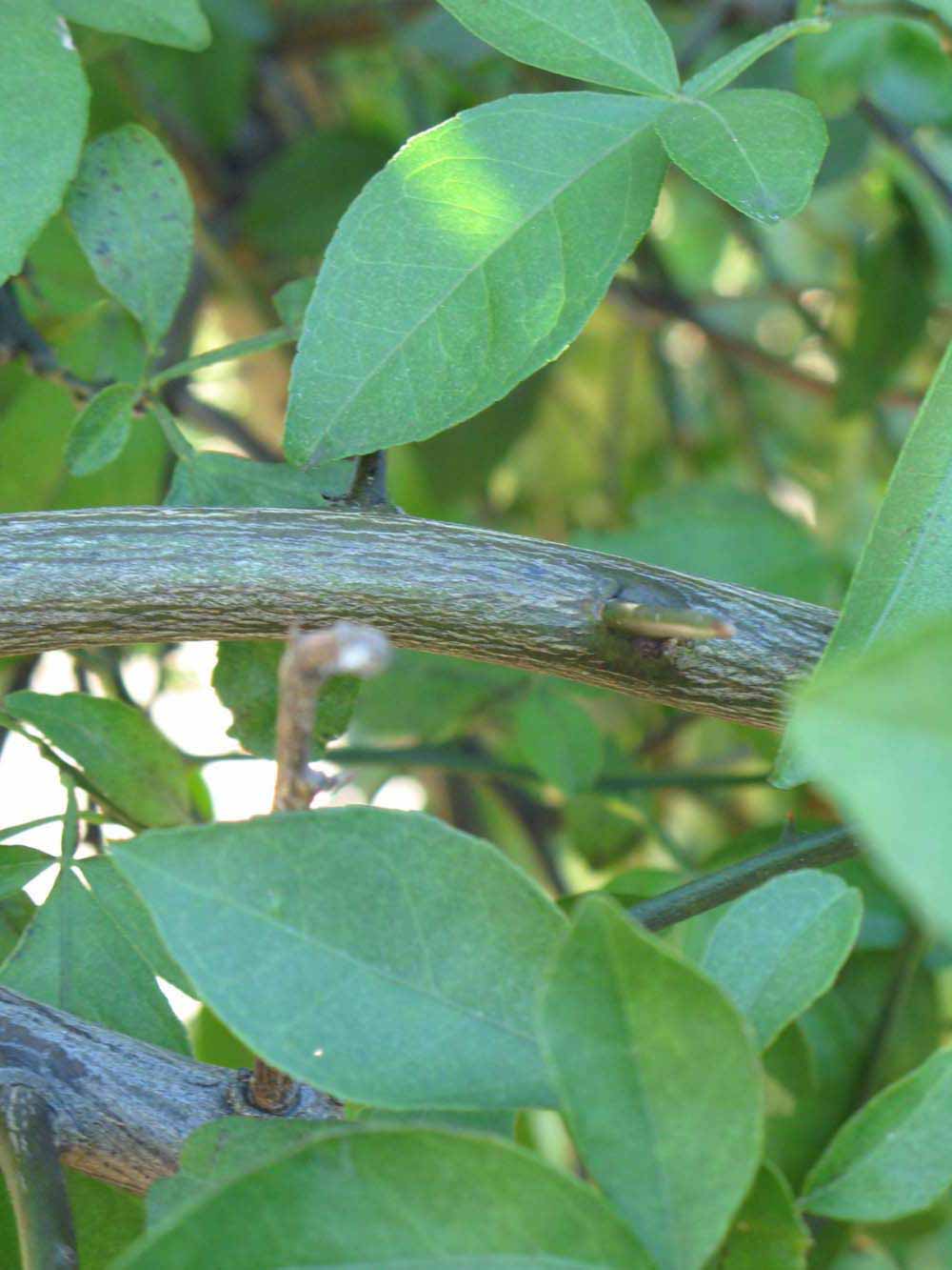              Shade leaves (Winter Haven, FL)       
